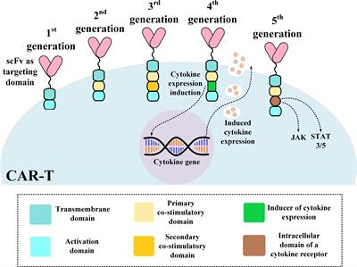 Optimizing the Clinical Impact of CAR-T Cell Therapy in B-Cell Acute Lymphoblastic Leukemia: Looking Back While Moving Forward